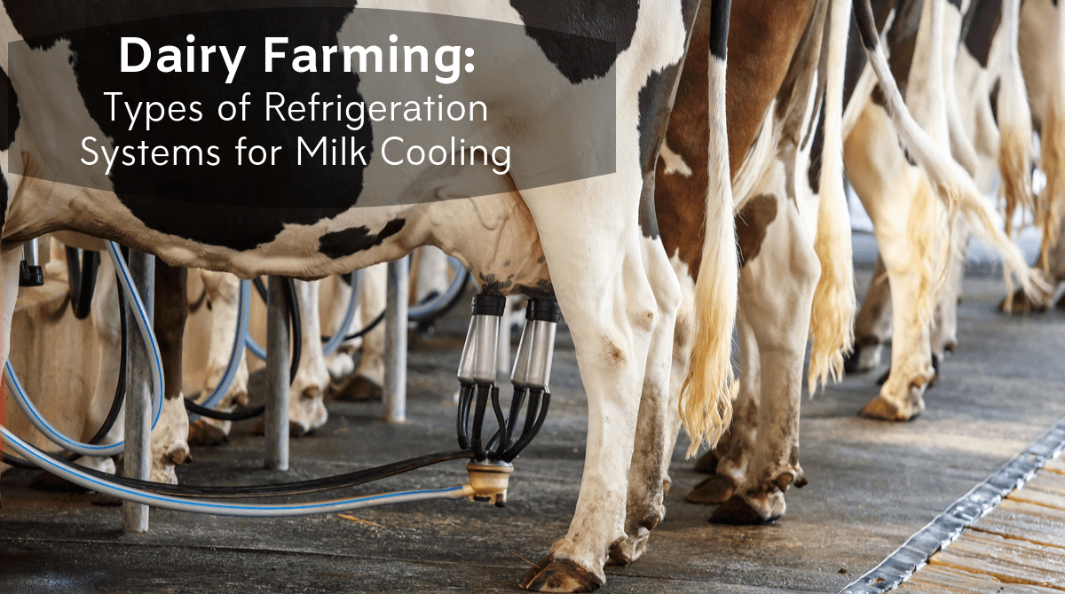 Dairy Farming: Types of Refrigeration Systems for Milk Cooling