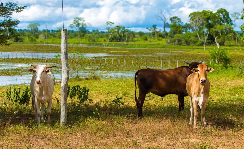 The Role of Refrigeration in the Dairy Industry