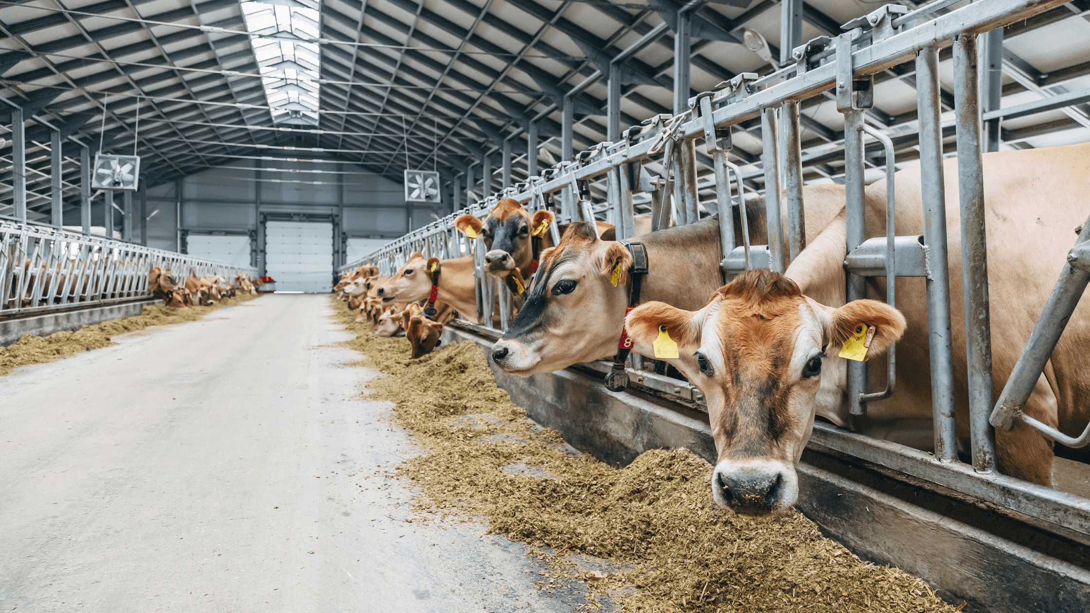 Why the Bitzer 6FE50 compressor is vital to Dairy Farmers