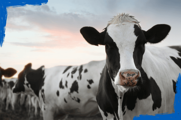 Dairy Farmers