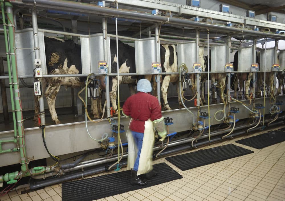 How Dairy Farmers are Utilizing Refrigeration Compressors