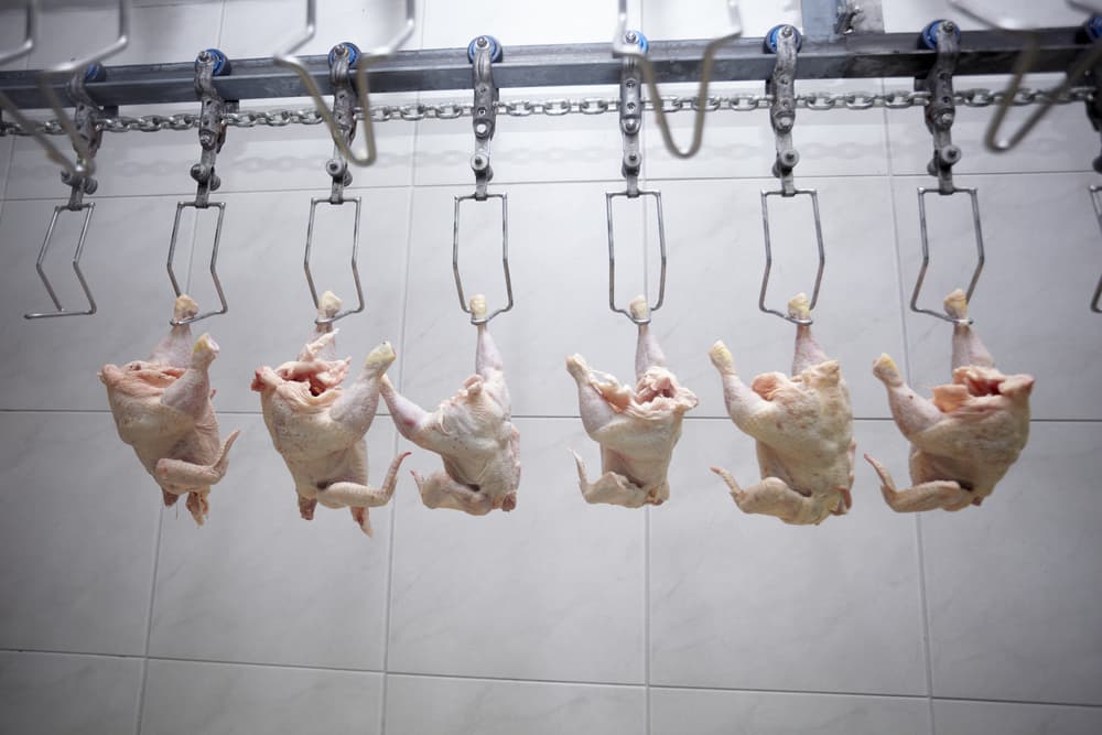Commercial Compressors - Vital to Meat Processing